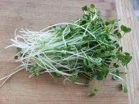 萝卜苗鸡蛋汤的做法步骤1