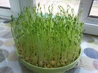 土豆丝炒松柳苗的做法步骤1