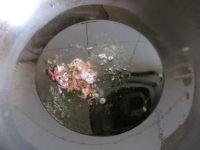 香炒雪里红的做法步骤4