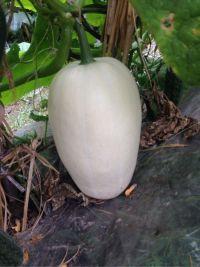 笋瓜炒豆子的做法步骤1