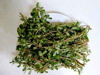 凉拌马齿苋的做法步骤1