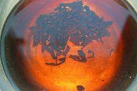 红茶菌的做法步骤4