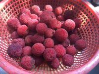 自制杨梅干的做法步骤4