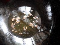 干椒炖鲤鱼的做法步骤4