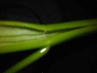 蚂蚁爱上绿树的做法步骤2