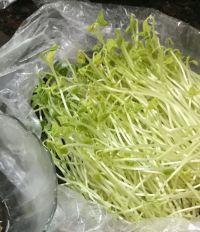 红豆苗炒河粉的做法步骤1